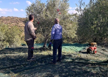 Τα πρώτα μαζώματα της ελιάς στην περιοχή της Κριτσάς (βίντεο)