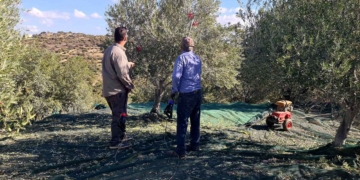 Τα πρώτα μαζώματα της ελιάς στην περιοχή της Κριτσάς (βίντεο)