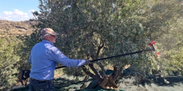 Τα πρώτα μαζώματα της ελιάς στην περιοχή της Κριτσάς (βίντεο)