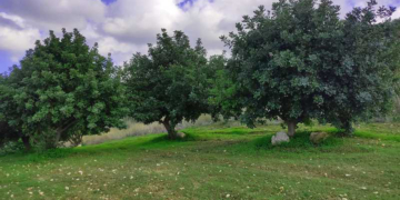 Μία ενδιαφέρουσα συζήτηση για τις ελιές, τις χαρουπιές και άλλα αγροτικά θέματα