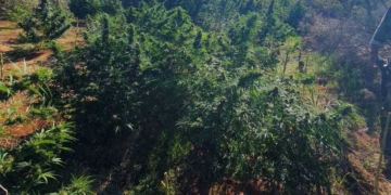 Εντοπίστηκε φυτεία δενδρυλλίων κάνναβης, εκριζώθηκαν 222 -δενδρύλλια