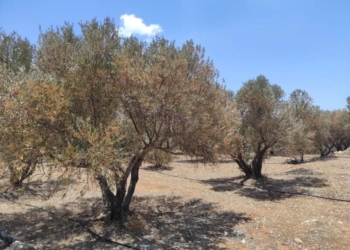 Αποξηραμένες ελιές – χειρισμοί
