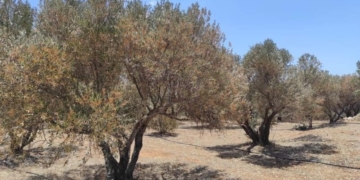 Αποξηραμένες ελιές – χειρισμοί