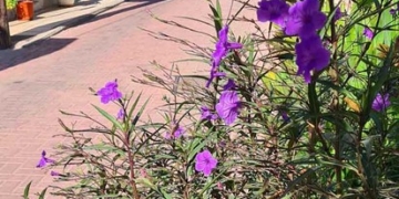 Τα φυτά ruellia στο Μνημείο της Πλατείας