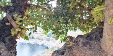 Η ανθοφορία της χαρουπιάς με τις… μυρωδιές της