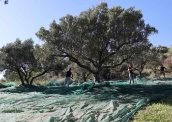 Έφτασαν τα πρώτα λάδια με καλές αποδόσεις και ποιότητες