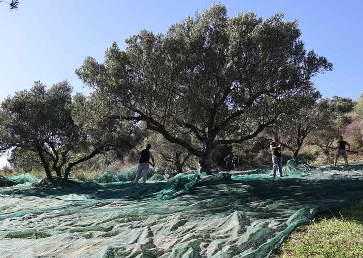 Έφτασαν τα πρώτα λάδια με καλές αποδόσεις και ποιότητες