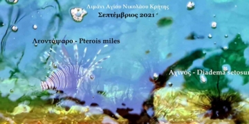 Αχινοί εισβολείς στο λιμάνι!