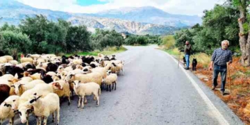 Παράταση παραμονής των ποιμνίων στο Καθαρό Όρος Κριτσάς 
