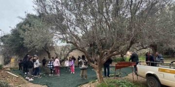 Ελαιοσυλλογή στο Δήμο του Αγίου Νικολάου (video)