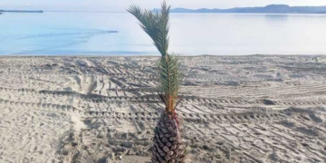 Ερωτήματα για την εμφάνιση και… εξαφάνιση φοινίκων στην παραλία της Σητείας