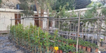 Περισσότερα από 5.500 νέα δέντρα και φυτά για την ανανέωση του πρασίνου στο Δήμο Ηρακλείου