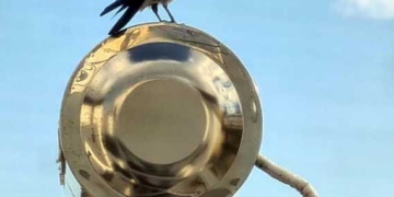 Τα… κοράκια, που… είναι (σταχτο)κουρούνες