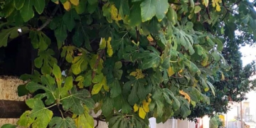 Γιατί πέφτουν τα φύλλα των δένδρων;
