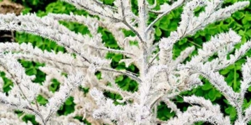 Το… έχιο το Ιταλικό (EchiumItalicum)