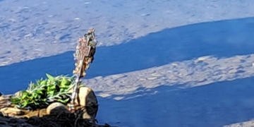 Αγιασμός στη Λιμνοδεξαμενή Αγίου Γεωργίου ανήμερα της Εορτής του Αγίου Τρύφωνα