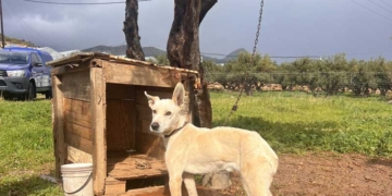 Σύλληψη αλλοδαπού για παράβαση της νομοθεσίας περί ευζωίας ζώων συντροφιάς απο τη Δημοτική Αστυνομία Ιεράπετρας