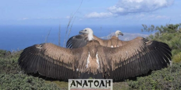 Απελευθέρωση δυο γυπών που εντάχθηκαν άμεσα σε ένα περαστικό κοπάδι