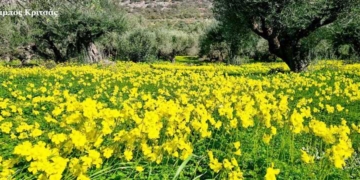 Οι κίτρινες εικόνες της ξινίδας και οι λευκές της αμυγδαλιάς!