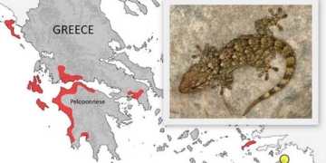 Τα σαμιαμίδια είναι ωφέλιμα και παντού στην Κρήτη