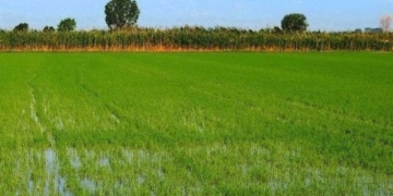 Τρίτη ευρωπαϊκή «δύναμη» η Ελλάδα στην καλλιέργεια ρυζιού – Εξάγονται τα 2/3 της παραγωγής