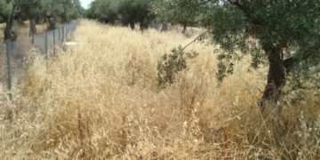 Ενημέρωση πολιτών για τον καθαρισμό των οικοπέδων τους και την κλαδοκοπή προεξεχόντων κλαδιών και θάμνων