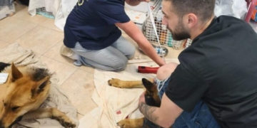 Επιτυχημένη τριήμερη δράση για τη σήμανση και στείρωση ζώων στο Οροπέδιο Λασιθίου