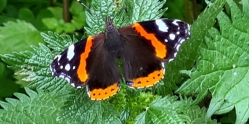 Η πεταλούδα Vanessa atalanta, η… κόκκινη ναύαρχος