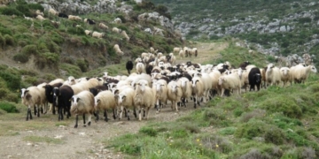 Aνακοίνωση για υποβολή κτηνοτροφικών δηλώσεων από το Δήμο Σητείας