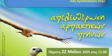 Απελευθέρωση αρπακτικών πτηνών