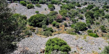 Στις ακονιές της Ελούντας