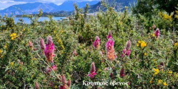 Κοκκινίζουν με τα κουρμουτσούλια τα πλάγια του Καλού Χωριού