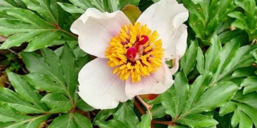 Paeonia Clusii, παιώνια του Κλούσιου, ενδημική της Κρήτης