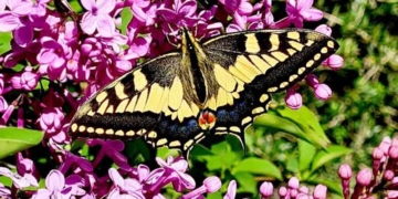 Μια πεταλούδα Μαχάων (Papiliomachaon, Swallowtail)