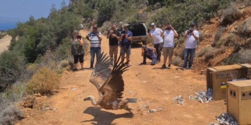 Τρεις γύπες, ξανά ελεύθεροι και υγιείς, στους ουρανούς του Καλού Χωριού (βίντεο)