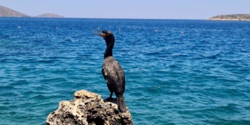 Ένας θαλασσοκόρακας στον Παραλιακό… ποζάρει! (βίντεο)