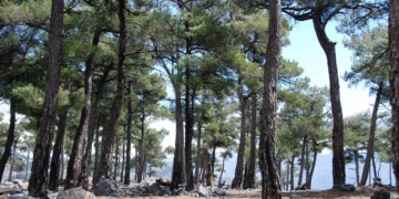 Απαγόρευση κυκλοφορίας στα Δάση της Θρυπτής και του Σελάκανου όταν ο κίνδυνος πρόκλησης πυρκαγιάς είναι κατηγορίας 4 ή 5