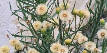 Erigeron bonariensis: Το ανθεκτικό… ζιζάνιο!