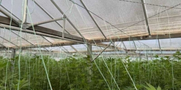 Εντοπίστηκε φυτεία δενδρυλλίων κάνναβης αποτελούμενη από 640 δενδρύλλια, στα Χανιά