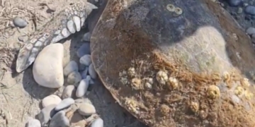Διάσωση χελώνας στο Καλό Χωριό ( video)
