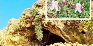 Πανέμορφα τα άνθη της κάπαρης