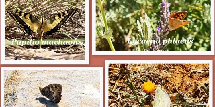 Φωτογραφία στο Anatolh.com
