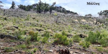 «Η αναδάσωση θα ξεκινήσει από μόνη της στα καμένα!»