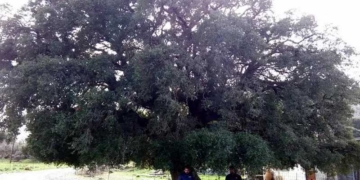Ο Σγουρός Πρίνος του Καθαρού