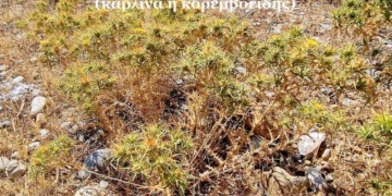 Η ενδιαφέρουσα χλωρίδα του Ξεροπόταμου