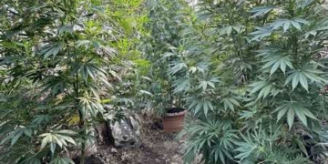 Συνελήφθη για καλλιέργεια δενδρυλλίων κάνναβης
