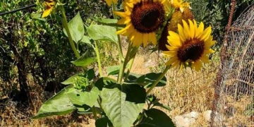 Οι όμορφοι… ήλιοι της Κριτσάς