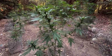 Κατασχέθηκαν Δενδρύλλια και Ποσότητα Κάνναβης, Πιστόλι και Καραμπίνα