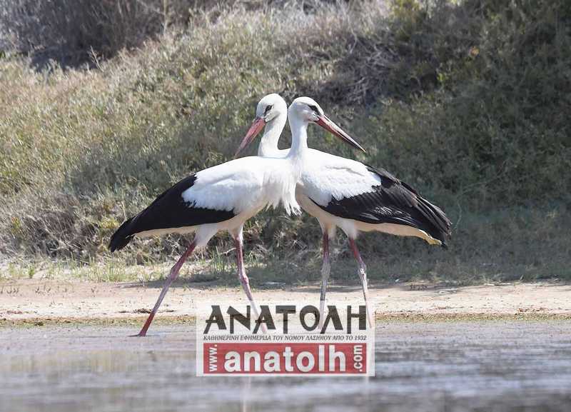 https://www.anatolh.com/wp-content/uploads/2025/08/pelargoi.jpg