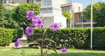 Tα φυτά ruellia στο Μνημείο της Πλατείας